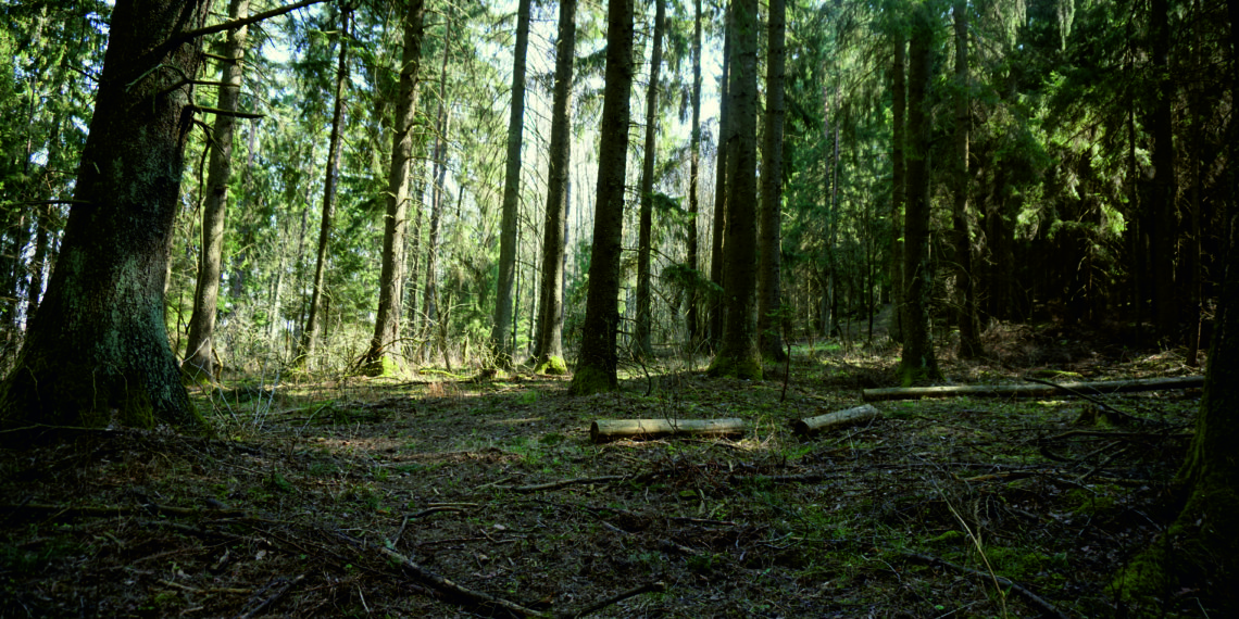Święty Gaj. Dorota Nieznalska