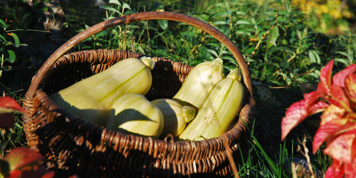 Prywatne: Warzywnik dla początkujących.Ekologia w teorii i praktyce