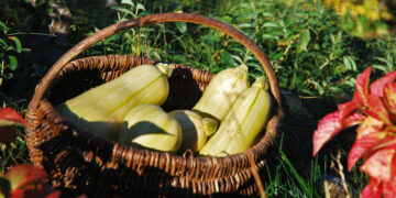 Prywatne: Warzywnik dla początkujących.Ekologia w teorii i praktyce